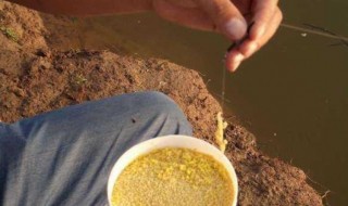 四季常用钓鱼酒米怎么配 钓鱼酒米可以这样配