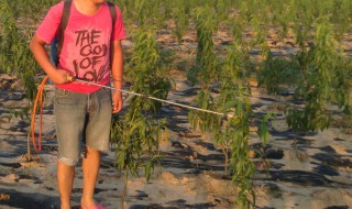 桃树打药时间表分别打啥药 看花期决定用什么药