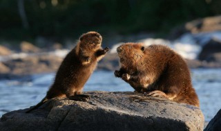 海狸来自哪个国家 海狸多个国家都有