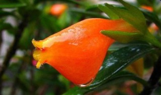 金鱼花的养殖方法 如何养金鱼花