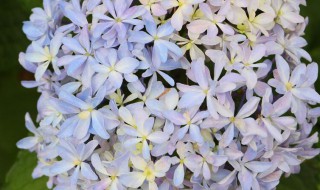 灵感绣球养殖方法 养殖灵感绣球的步骤