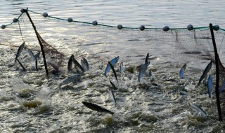 河里粘网捕鱼技巧 河里粘网如何捕鱼