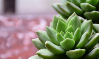 多肉的功效与作用 多肉的好处
