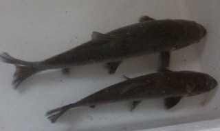 鲢鱼的功效与作用 鲢鱼的功效与作用是什么