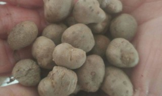 山药豆怎么存放 山药豆的存放方法