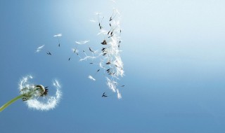 蒲公英怎么存放好 存放蒲公英方法