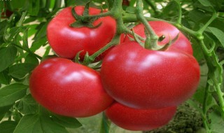 西红柿怎么存放时间长 存放西红柿方法