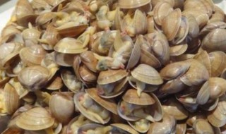 蚬子怎么存放 蚬子如何保存