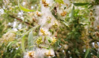 柳絮什么时候开始飘 柳絮开始飘的时间简述