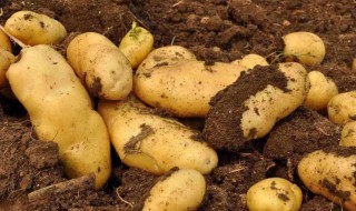 土豆是酸性还是碱性的 土豆是酸性吗
