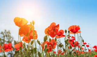 情感哲理长句子 关于情感哲理的句子精选