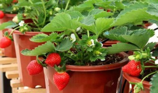 东北盆栽草莓种植方法 东北盆栽草莓种植方法介绍