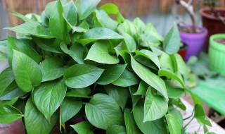 新房吸甲醛的植物 新房吸甲醛的植物有什么