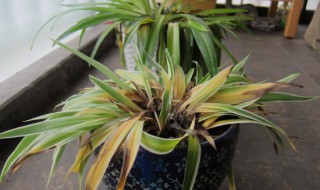 吊兰叶子变黄怎么解决 吊兰叶子变黄原因及解决方法