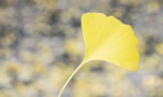 描写秋天银杏树的句子 描写秋天银杏树的优美句子精选