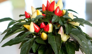 七彩椒的正确养殖方法 七彩椒的正确养殖方法简单介绍