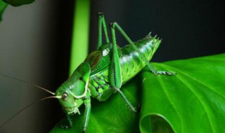 冬蝈蝈卵的保存方法 蝈蝈卵如何保存