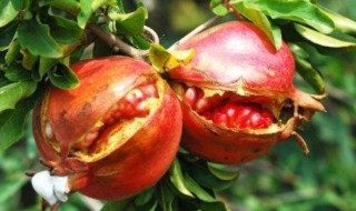 石榴裂果的原因及解决方法 石榴裂果是什么原因