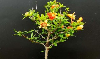 观赏小果墨石榴盆栽种植方法 石榴盆栽如何种植