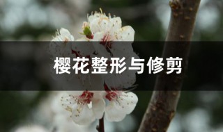 樱花树的修剪方法 樱花树整形与修剪