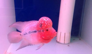 红头灯鱼的养殖方法 红头灯鱼怎么养殖