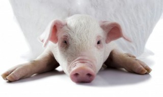 断奶仔猪简单保健方法 仔猪断奶怎么保健