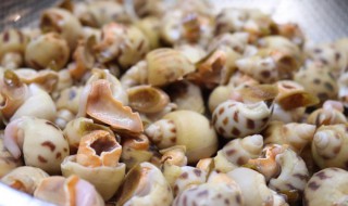 花螺怎么保鲜 如何保存花螺