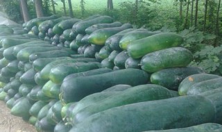 冬瓜怎么保鲜 怎么保鲜冬瓜