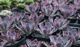 晚霞之舞多肉水培方法 晚霞之舞多肉如何养殖