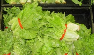 大量生菜保鲜的方法 生菜如何保鲜