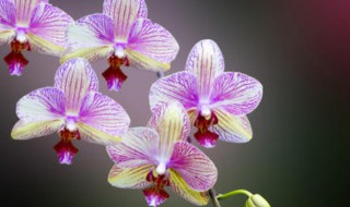 兰花冻坏了怎么处理 兰花冻坏怎么办