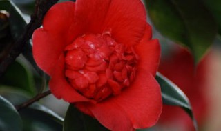 上海茶花种植方法 茶花如何种植