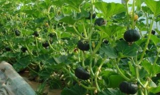 种植窝瓜方法 窝瓜如何种植