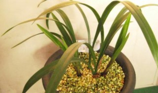 网购兰花种植方法 网购兰花如何种植好