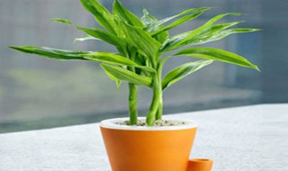 富贵竹养殖方法和注意事项 富贵竹如何养殖