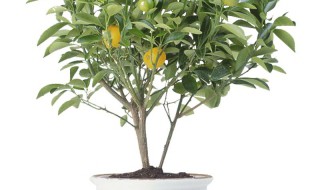 橘子种植方法盆栽 盆栽橘子树的种植方法