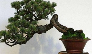 五针松盆景最快的繁殖方法 五针松盆景如何繁殖