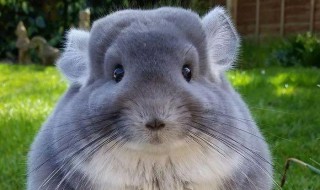 龙猫的饲养方法 龙猫的饲养方法是什么