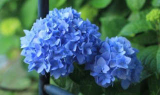 无尽夏绣球花的冬季修剪方法 无尽夏绣球花如何修剪