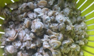 蚬肉做馅的方法 怎样用蚬肉做馅