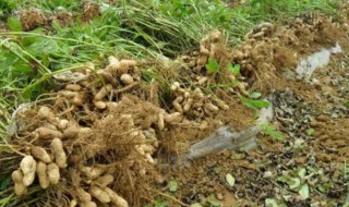 花生苗种植及管理方法 花生苗如何种植
