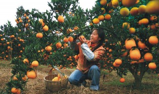 描写果园里水果的优美句子 描写果园里水果的优美句子有哪些