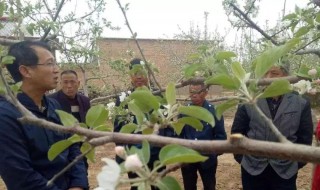 果树化学防霜冻方法 果树化学防霜冻方法是什么