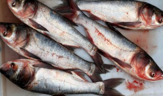 鲜鱼怎么保鲜 鲜鱼应该怎样保鲜