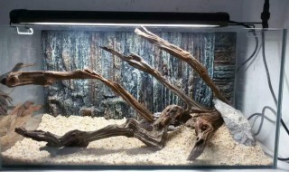 沉木长白毛怎么解决 如何处理长白毛的沉木