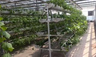 无土种蔬菜的方法教程 怎么进行无土种蔬菜