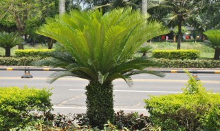 铁树嫁接教程 铁树嫁接方法介绍