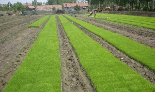 水稻育秧最好的方法 水稻育秧最好的方法有哪些