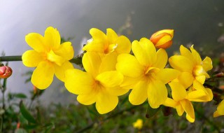 迎春花的病害和治疗方法 关于迎春花的常见疾病和治疗方法