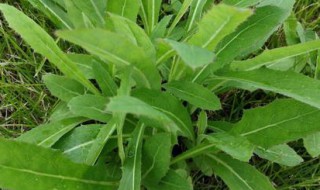 苦菜的做法大全 苦菜的烹饪方法